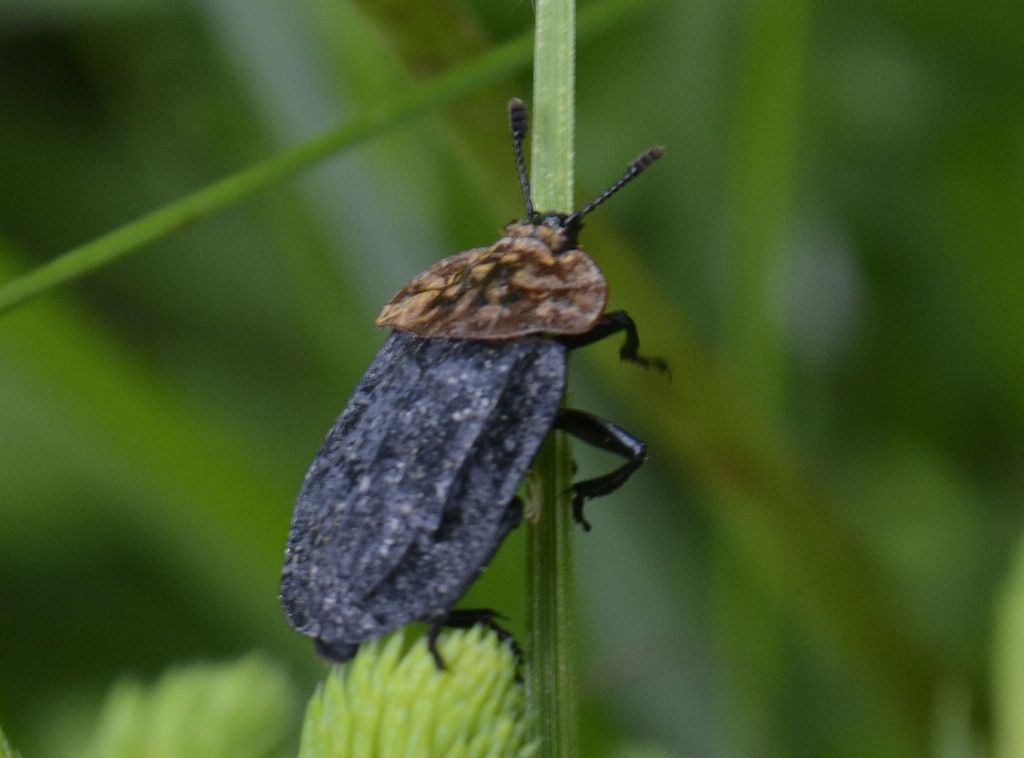 Coleottero id. - Oiceoptoma thoracicum (Silphidae)